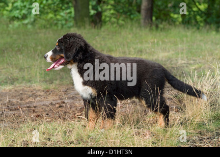 Bernese Mountain dog puppy Stock Photo