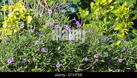 Sunny view purple flowers shrub on cliff-top Quarantine Point, south of Grand Anse Bay, Grenada, West Indies Stock Photo