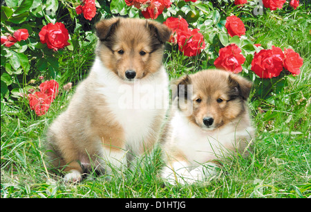 Shetland Sheepdog dogs in the garden Stock Photo