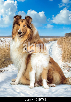 Collie dogs, collie family outdoor Stock Photo