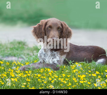 Young Munsterlander dog in the grass Stock Photo