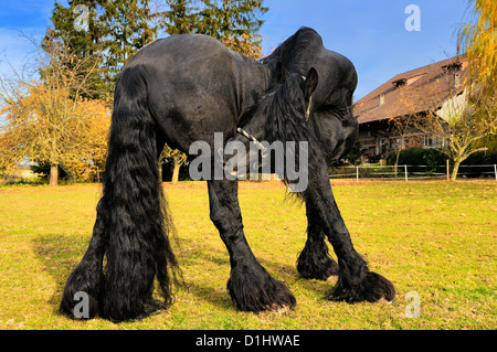 Friesian black horse in the field near a cottage Stock Photo