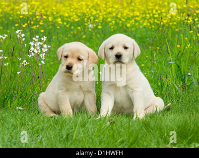 Dog Labrador Retriever two puppies (yellow) running in a garden Stock ...