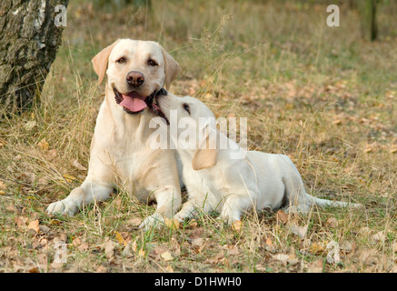 Labrador Retriever dogs Stock Photo