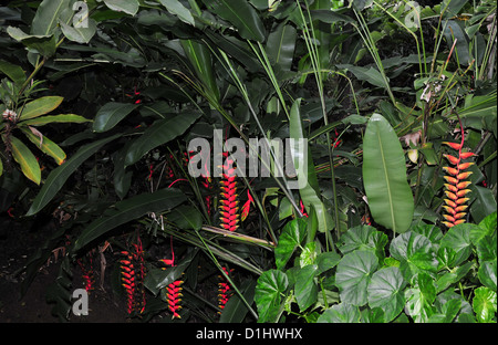 Several bright red flowers Heliconia pendula in a green thicket of rain forest leaves, Grand Etang Forest, Grenada, West Indies Stock Photo