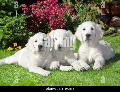 Outdoor portrait of three Golden Retriever dogs in the garden Stock Photo