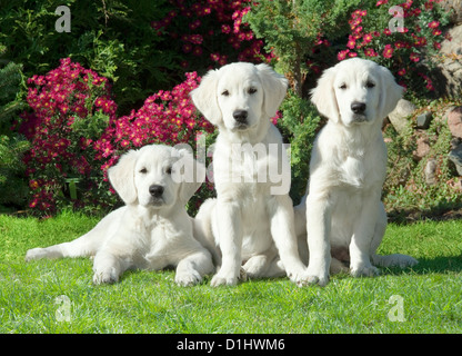 Three Golden Retriever dogs in the garden Stock Photo