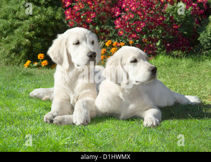 Two Golden Retriever dogs in the garden Stock Photo