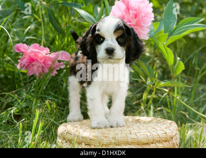 Young English Cocker Spaniel dog in the garden Stock Photo