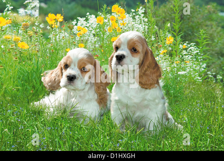 Outdoor portrait of cute American Cocker Spaniel dogs in the garden Stock Photo
