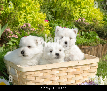 Three West Highland White Terrier dogs in the garden Stock Photo