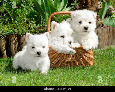 Three West Highland White Terrier dogs in the garden Stock Photo