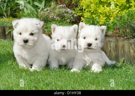 Outdoor portrait of West Highland White Terrier dogs in the garden Stock Photo