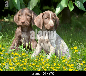 German Wirehaired Pointer dog Stock Photo