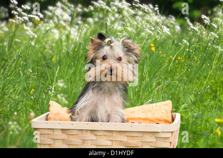 Yorkshire Terrier puppy in the basket Stock Photo