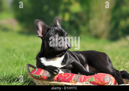 A closer look at French Bulldog Apartment Friendly