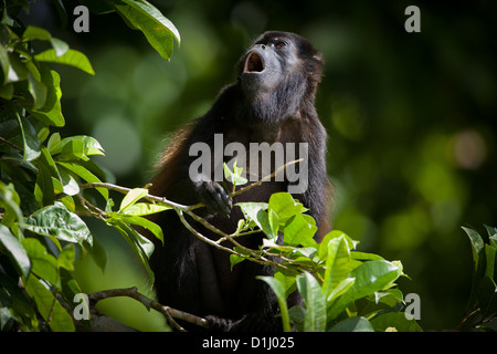 Mantled Howler monkey, sci.name; Alouatta palliata, in Soberania national park, Republic of Panama. Stock Photo