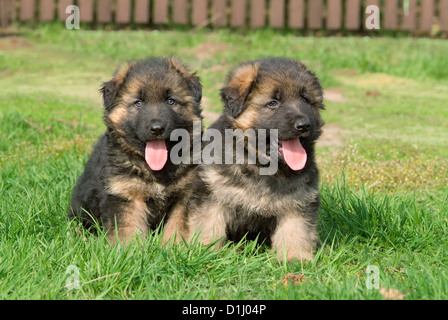 German Shepherd puppies in the grass Stock Photo