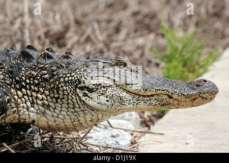 A closeup of an alligator head Stock Photo