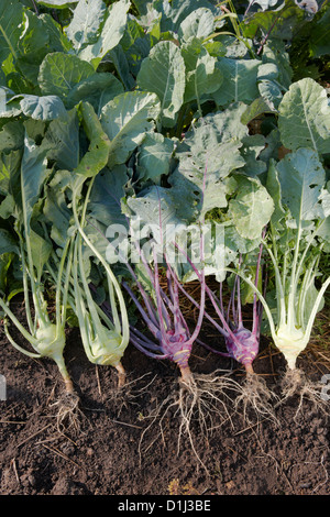 Kohlrabi cabbage  organically grown. Scientific name: Brassica oleracea. Stock Photo