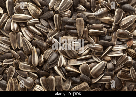 Sunflower seeds Stock Photo