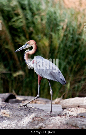 A Goliath heron on the Kunene River, Northern Namibia Stock Photo