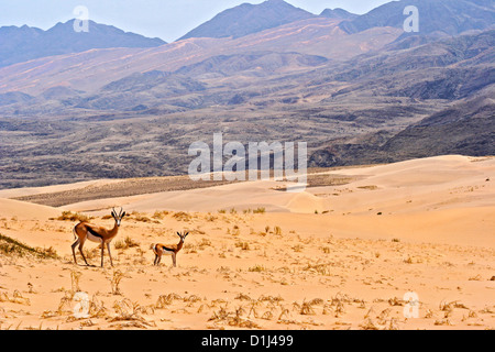 Springboks in the Hartman Mountains, Kunene Region, Northern Namibia Stock Photo