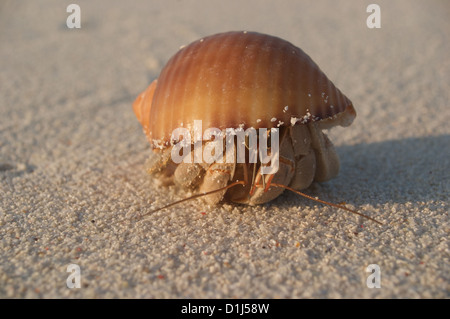 A Hermit crab on the beach at sunset in the Baa Atoll Maldives Stock Photo