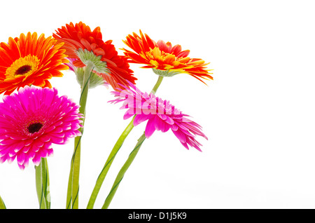 colorful gerberas on white background Stock Photo