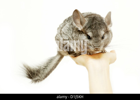 gray chinchilla isolated on white Stock Photo