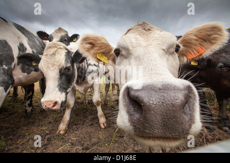 Close up of a herd of curious Cows Stock Photo
