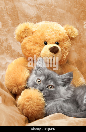 Portrait of young cute cat and teddy bear Stock Photo Alamy