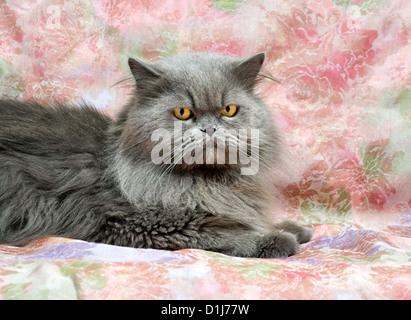 Persian cat Stock Photo