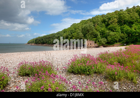 Wild flowers on the pebble beach of Elberry Cove near Torquay, Devon, England. Stock Photo