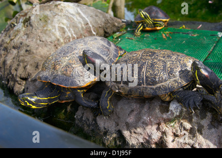 Yellow brown turtle with long neck and spotted armor Stock Photo