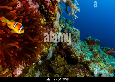 A clownfish next to a vivid red anemone on a steep coral reef wall Stock Photo