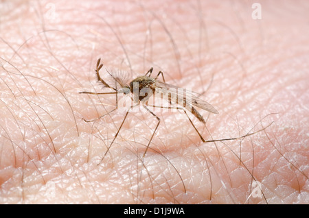 Mosquito Anopheles menace blood sucking rampage growing in UK due to heavy rain rainfall Stock Photo