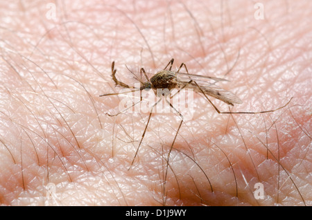 Mosquito Anopheles menace blood sucking rampage growing in UK due to heavy rain rainfall Stock Photo