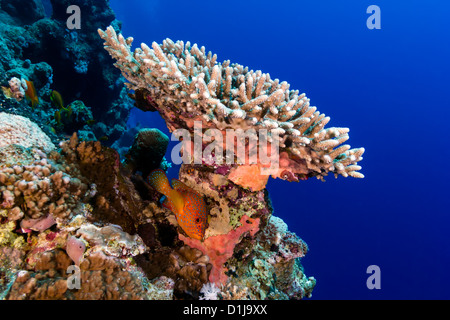 A spotted Coral Grouper hides underneath an Acropora table coral on a deep water coral reef wall Stock Photo