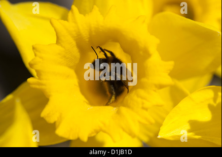 Bumble bee (bombus terrestris)covereed in pollen on Daffodils. Stock Photo