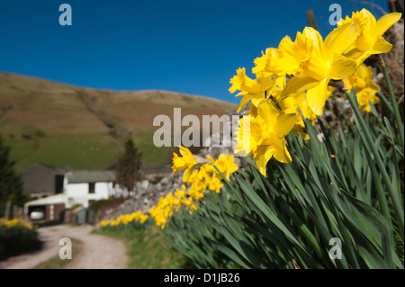 White country cottage in spring with daffodils in full bloom along the laneside. Cumbria, England Stock Photo