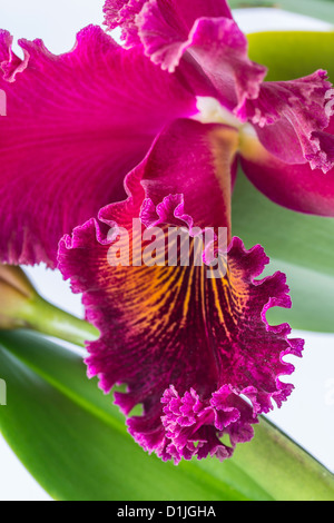 orchid Cattleya Stock Photo