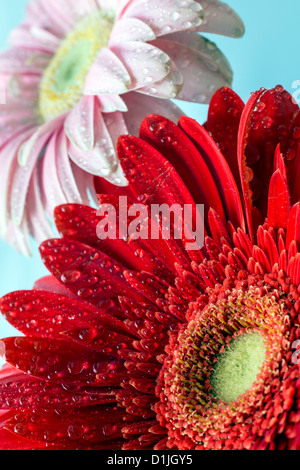Barberton daisy Stock Photo