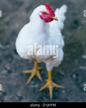 Chicken in the countryside Stock Photo