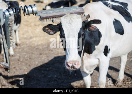 Cow scratches her horn while having a rest on a farm Stock Photo