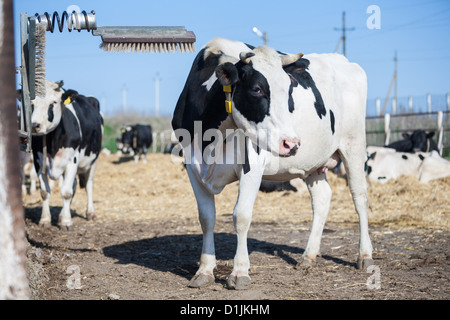 Cow scratches her head while having a rest on a farm Stock Photo