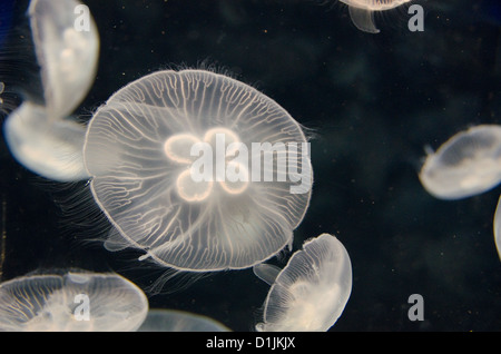Jellyfish, Aurelia aurita, swimming in a water tank Stock Photo