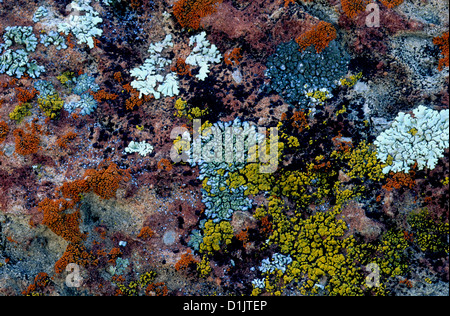 Lichens growing on rock Stock Photo