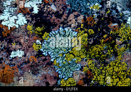 Lichens growing on rock Stock Photo
