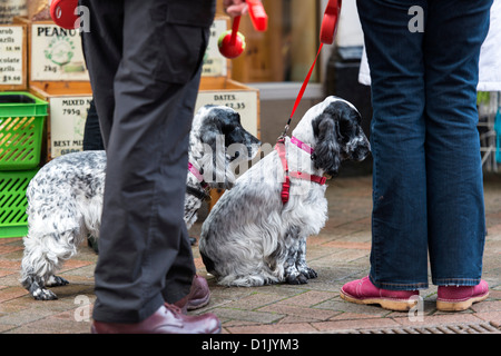 Teignmouth, Devon, England. December 24th 2012. Two Cocker Spaniels with their owners legs meeting in the town centre. Stock Photo